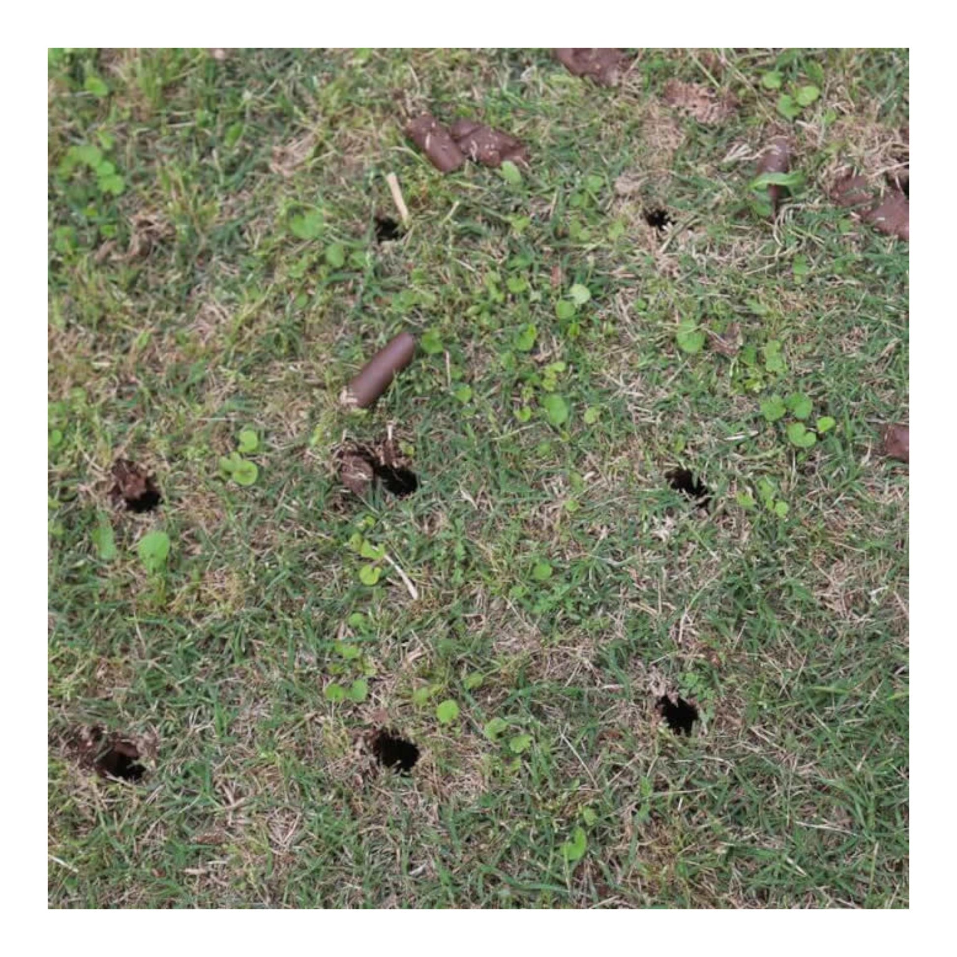 Classen SA-30A 30-inch Kawasaki FS541V PRO stand-aer aerator with heavy-duty tines, stand-on platform, and commercial-grade durability