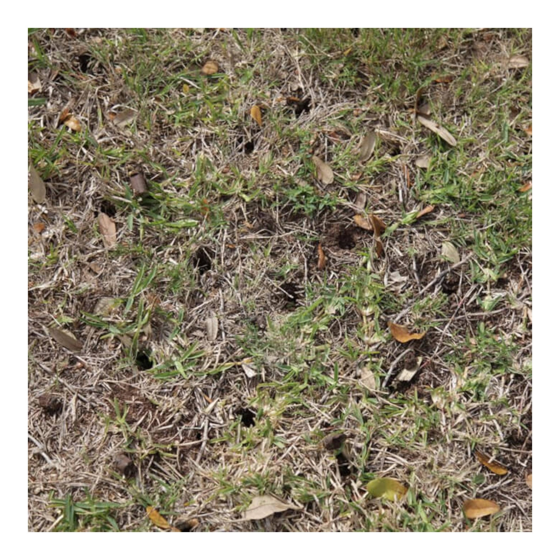 Classen TA18AH 18-inch Honda GX120 PRO steerable compact aerator with heavy-duty tines and compact steering design