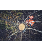 Husqvarna 562XPGII Gas Chainsaw